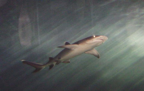 SEA LIFE Sydney Aquarium Entrance Ticket - Sunshine Coast Tourism 17