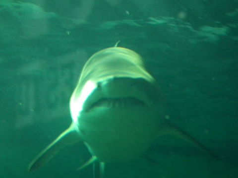 SEA LIFE Sydney Aquarium Entrance Ticket - Sunshine Coast Tourism 13