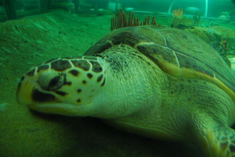 SEA LIFE Sydney Aquarium Entrance Ticket - Sunshine Coast Tourism 25