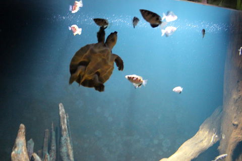 SEA LIFE Sydney Aquarium Entrance Ticket - Sunshine Coast Tourism 4