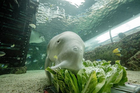 SEA LIFE Sydney Aquarium Entrance Ticket - Sunshine Coast Tourism 34