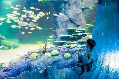 SEA LIFE Sydney Aquarium Entrance Ticket - Sunshine Coast Tourism 28