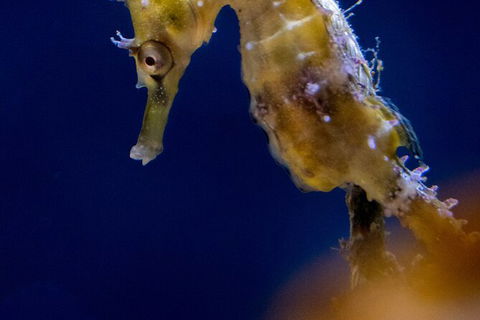 SEA LIFE Sydney Aquarium Entrance Ticket - Sunshine Coast Tourism 27