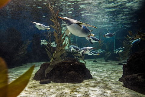 SEA LIFE Sydney Aquarium Entrance Ticket - Sunshine Coast Tourism 29