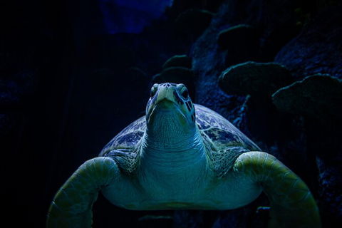 SEA LIFE Sydney Aquarium Entrance Ticket - Sunshine Coast Tourism 33