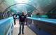 Sydney Pass: SEA LIFE Aquarium, Sydney Tower Eye, WILD LIFE Sydney, Sydney Harbour Cruise, And Madame Tussauds - thumb 5