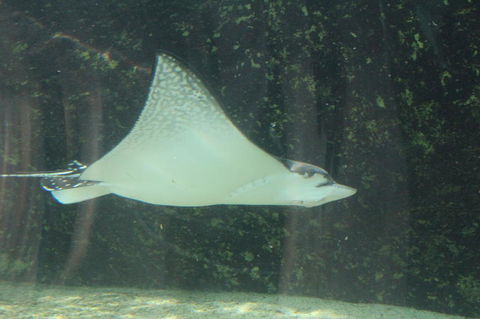 Sydney Pass: SEA LIFE Aquarium, Sydney Tower Eye, WILD LIFE Sydney, Sydney Harbour Cruise, And Madame Tussauds - Sunshine Coast Tourism 19