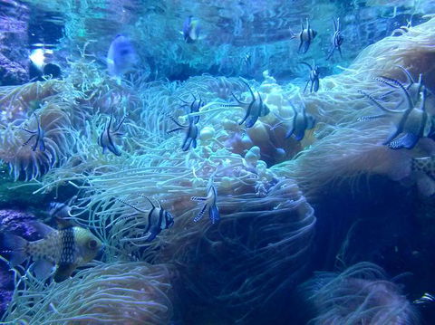 Sydney Pass: SEA LIFE Aquarium, Sydney Tower Eye, WILD LIFE Sydney, Sydney Harbour Cruise, And Madame Tussauds - Sunshine Coast Tourism 14