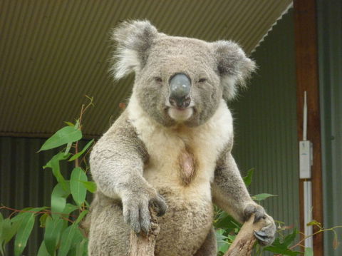 Sydney Pass: SEA LIFE Aquarium, Sydney Tower Eye, WILD LIFE Sydney, Sydney Harbour Cruise, And Madame Tussauds - Sunshine Coast Tourism 24