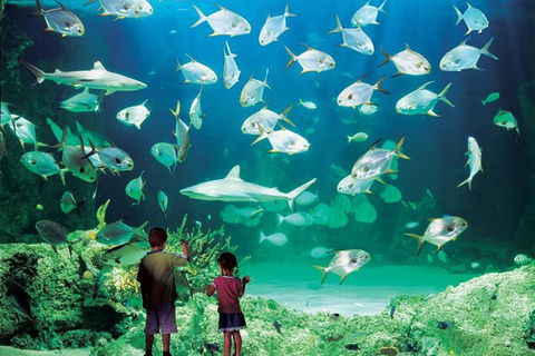 Sydney Pass: SEA LIFE Aquarium, Sydney Tower Eye, WILD LIFE Sydney, Sydney Harbour Cruise, And Madame Tussauds - Sunshine Coast Tourism 0