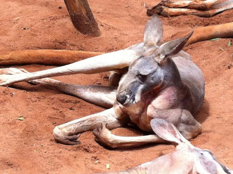 Sydney Pass: SEA LIFE Aquarium, Sydney Tower Eye, WILD LIFE Sydney, Sydney Harbour Cruise, And Madame Tussauds - Sunshine Coast Tourism 2