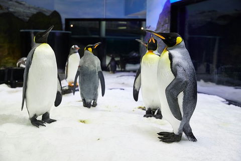 Sydney Pass: SEA LIFE Aquarium, Sydney Tower Eye, WILD LIFE Sydney, Sydney Harbour Cruise, And Madame Tussauds - Sunshine Coast Tourism 1