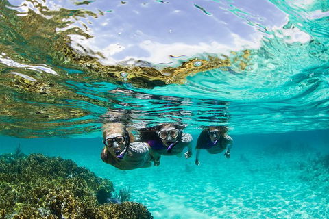 Sydney 3-Hour Snorkeling Tour - Sunshine Coast Tourism 0