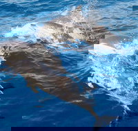 Port Stephens Day Tour From Sydney Including 4WD Sandboarding and Dolphins - Holiday Sunshine Coast