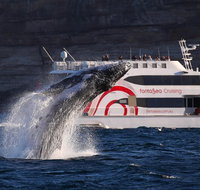3 Hour Discovery Cruise Ultimate Whale Watching Experience - Sunshine Coast Tourism