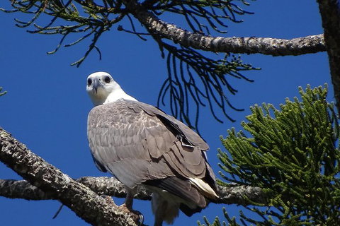 Brunswick Heads Rainforest Eco-Cruise - Sunshine Coast Tourism 7
