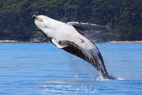 Whale Watching Jervis Bay - Sunshine Coast Tourism 0
