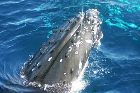 Whale Watching Jervis Bay - Sunshine Coast Tourism 3