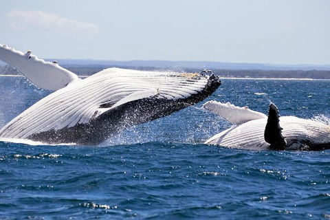 Whale Watching Jervis Bay - Sunshine Coast Tourism 4