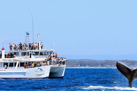 Whale Watching Jervis Bay - Sunshine Coast Tourism 6