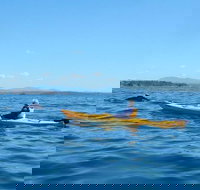 Whale Watching by Sea Kayak in Batemans Bay - Holiday Sunshine Coast