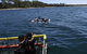 Jervis Bay Boom Netting And Dolphins Tour - thumb 6