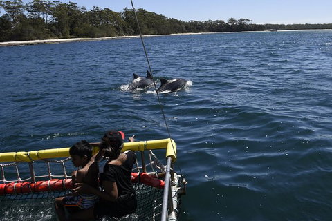 Jervis Bay Boom Netting And Dolphins Tour - Holiday Sunshine Coast 6