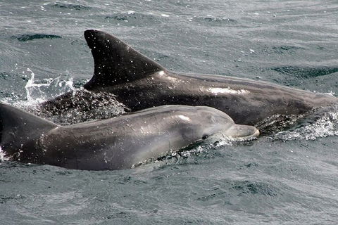 Jervis Bay Dolphin Watch Cruise - Holiday Sunshine Coast 5
