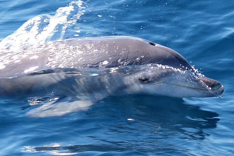 Jervis Bay Dolphin Watch Cruise - Holiday Sunshine Coast 3
