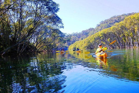 Half-Day Sydney Middle Harbour Guided Kayaking Eco Tour - Sunshine Coast Tourism 5