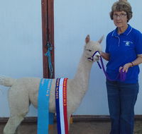 Marchmont Park Alpacas - Sunshine Coast Tourism