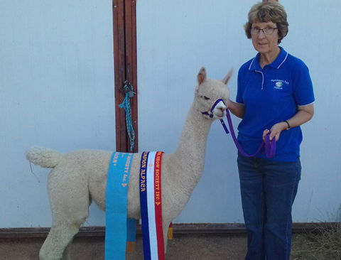 Marchmont Park Alpacas - Sunshine Coast Tourism 0
