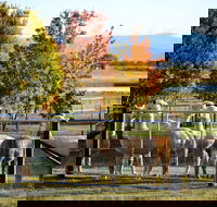 Blackwattle Alpaca Farm - Sunshine Coast Tourism