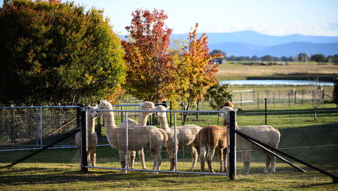 Blackwattle Alpaca Farm - Sunshine Coast Tourism 0