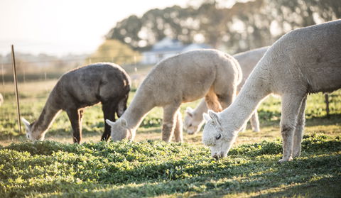 Blackwattle Alpaca Farm - Sunshine Coast Tourism 1