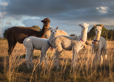 Blackwattle Alpaca Farm - Sunshine Coast Tourism 2