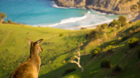 Blowhole Beach - Sunshine Coast Tourism 1