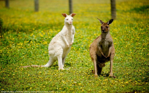 Bordertown Wildlife Park - Sunshine Coast Tourism 0