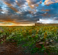 Capella - Sunshine Coast Tourism