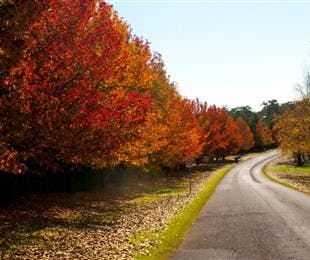 Charles Sturt University Winery - Holiday Sunshine Coast 0