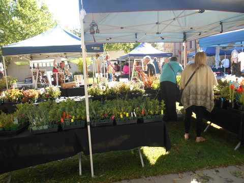 Clare Show Market - Holiday Sunshine Coast 1