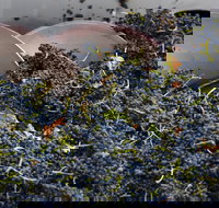 Coldstream - Holiday Sunshine Coast