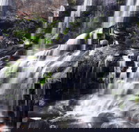 Darkes Forest - Sunshine Coast Tourism