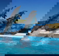 Dolphin Marine Conservation Park - Holiday Sunshine Coast