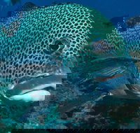 Fish Bowl Dive Site - Sunshine Coast Tourism