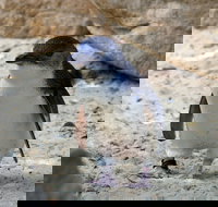 Granite Island Nature Park - Guided Penguin Tours - Holiday Sunshine Coast