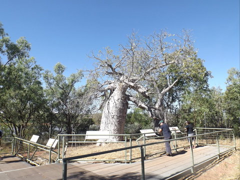 Gregory's Tree, Timber Creek - Sunshine Coast Tourism 0