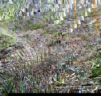 Historic Water Race Walking Track - Sunshine Coast Tourism