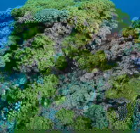 Keeper Reef Dive Site - Sunshine Coast Tourism