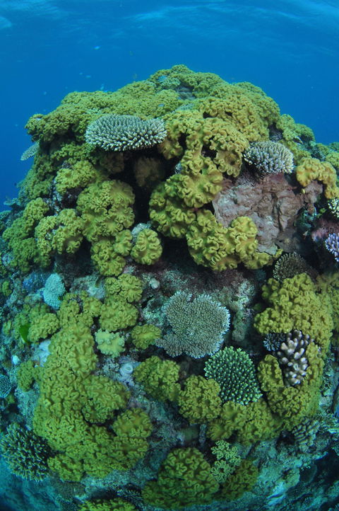 Keeper Reef Dive Site - Sunshine Coast Tourism 0